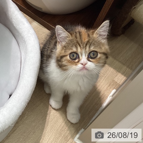 神奈川県のミヌエット (ペットプラス 天王町店/2026年6月4日生まれ/女の子/キャリコ)の子猫の3枚目の画像