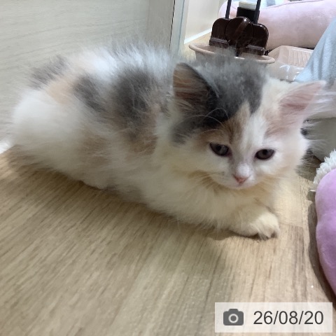 埼玉県のミヌエット (ペットプラス ららぽーと新三郷店/2026年6月14日生まれ/女の子/ダイリュートキャリコ)の子猫の3枚目の画像