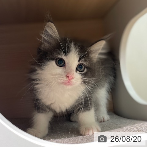 ノルウェージャンフォレストキャットの写真