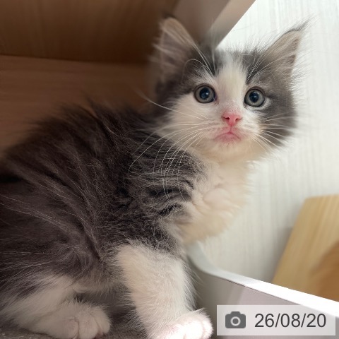 ノルウェージャンフォレストキャットの写真