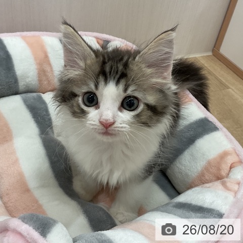 ノルウェージャンフォレストキャットの写真