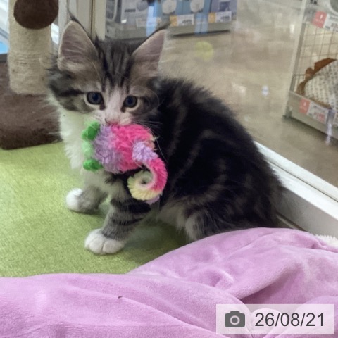 埼玉県のノルウェージャンフォレストキャット (ペットプラス 羽生店/2026年6月10日生まれ/男の子/ブラウンタビーホワイト)の子猫の4枚目の画像