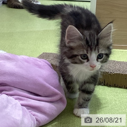 埼玉県のノルウェージャンフォレストキャット (ペットプラス 羽生店/2026年6月10日生まれ/男の子/ブラウンタビーホワイト)の子猫の3枚目の画像
