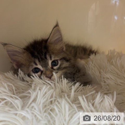 ノルウェージャンフォレストキャットの写真