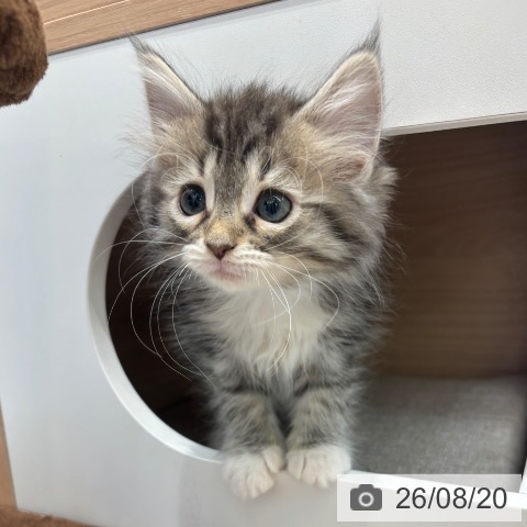 ノルウェージャンフォレストキャットの写真