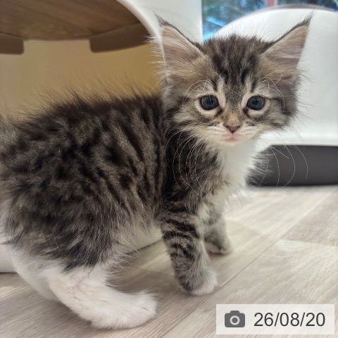 ノルウェージャンフォレストキャットの写真