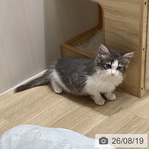 ノルウェージャンフォレストキャットの写真