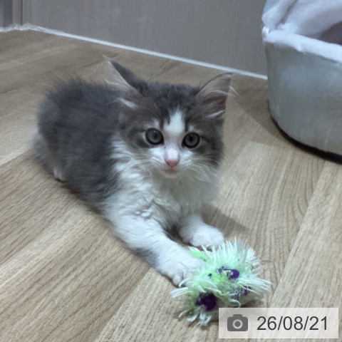 ノルウェージャンフォレストキャットの写真