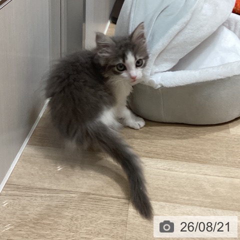 ノルウェージャンフォレストキャットの写真