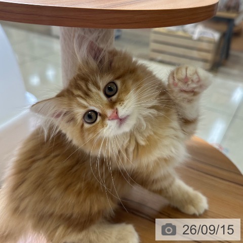ラガマフィンの写真