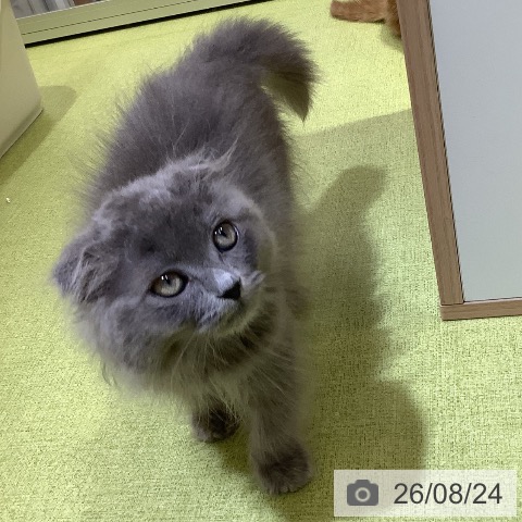 埼玉県のスコティッシュフォールド (ペットプラス 羽生店/2026年6月19日生まれ/男の子/ブルー)の子猫の3枚目の画像