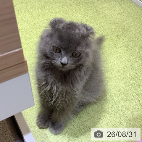 埼玉県のスコティッシュフォールド (ペットプラス 羽生店/2026年6月19日生まれ/男の子/ブルー)の子猫の3枚目の画像