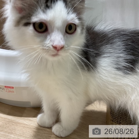 ノルウェージャンフォレストキャットの写真