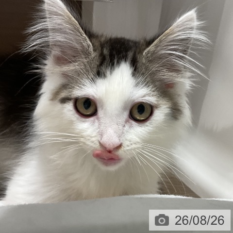 ノルウェージャンフォレストキャットの写真