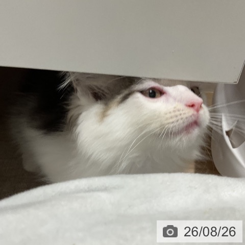 ノルウェージャンフォレストキャットの写真