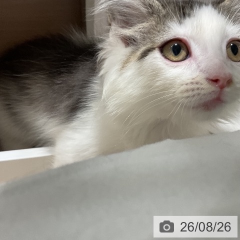 ノルウェージャンフォレストキャットの写真