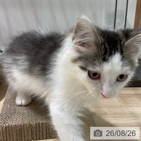 ノルウェージャンフォレストキャットの写真