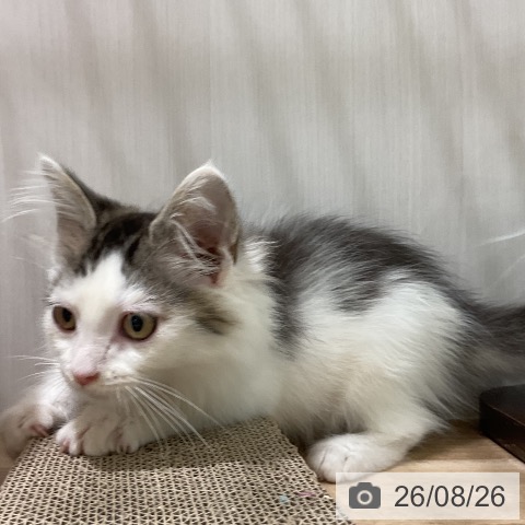 ノルウェージャンフォレストキャットの写真