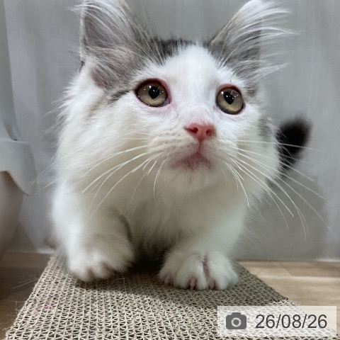 ノルウェージャンフォレストキャットの写真