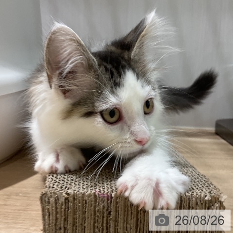 ノルウェージャンフォレストキャットの写真