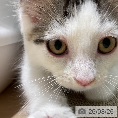 ノルウェージャンフォレストキャットの写真
