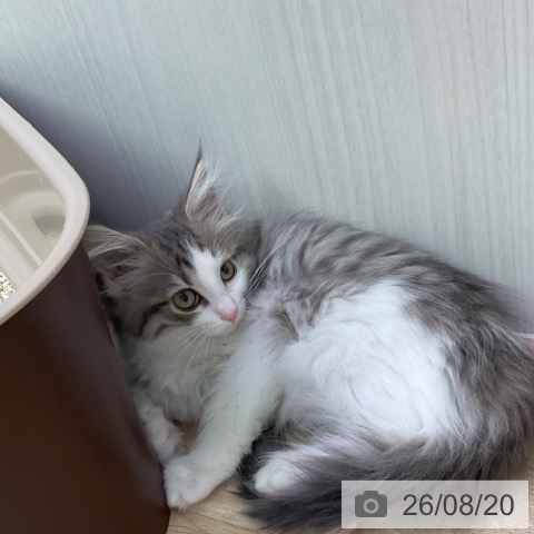 ノルウェージャンフォレストキャットの写真