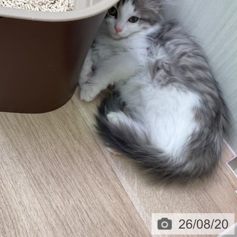 ノルウェージャンフォレストキャットの写真