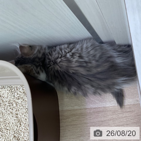 ノルウェージャンフォレストキャットの写真
