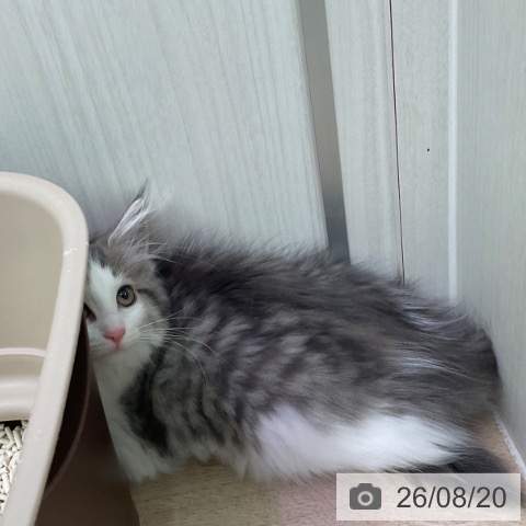 ノルウェージャンフォレストキャットの写真