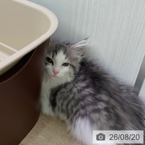 ノルウェージャンフォレストキャットの写真