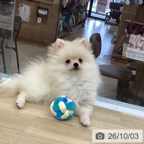 神奈川県のポメラニアン (ペットプラス 相模原並木店/2026年6月19日生まれ/女の子/クリーム)の子犬の3枚目の画像