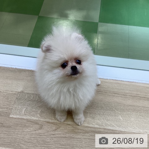 ポメラニアンの写真