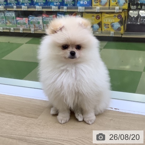 ポメラニアンの写真