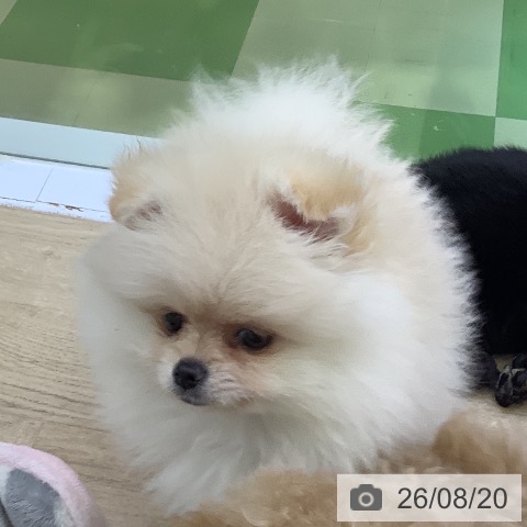 ポメラニアンの写真