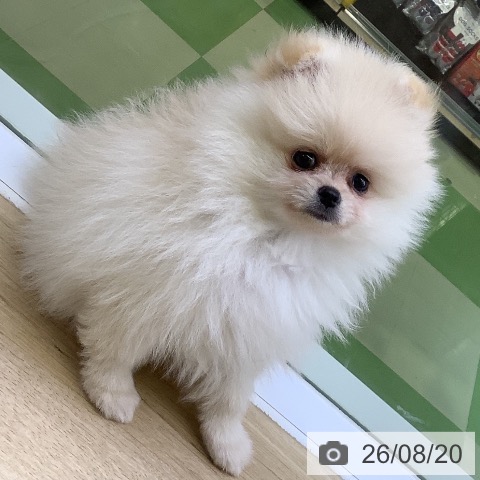 ポメラニアンの写真