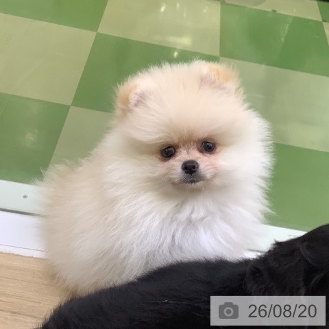 ポメラニアンの写真
