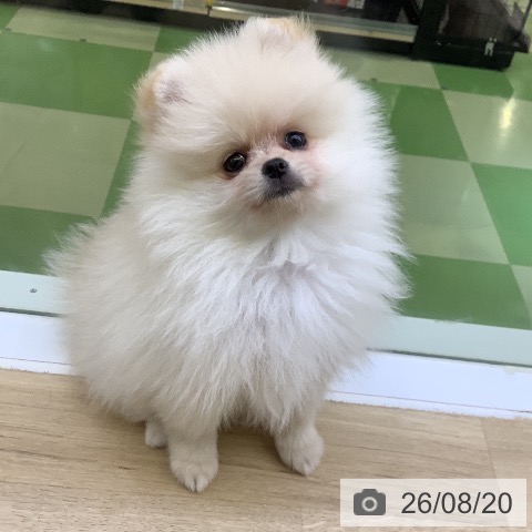ポメラニアンの写真
