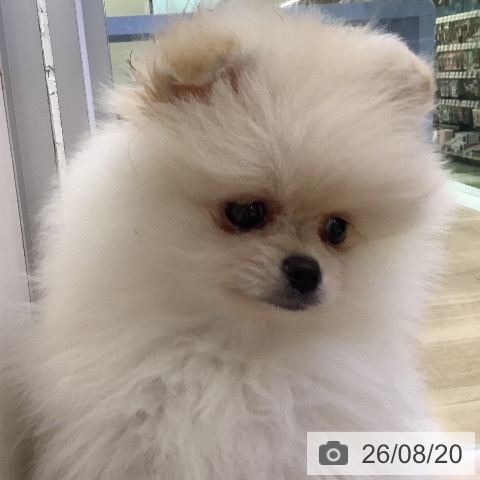 ポメラニアンの写真