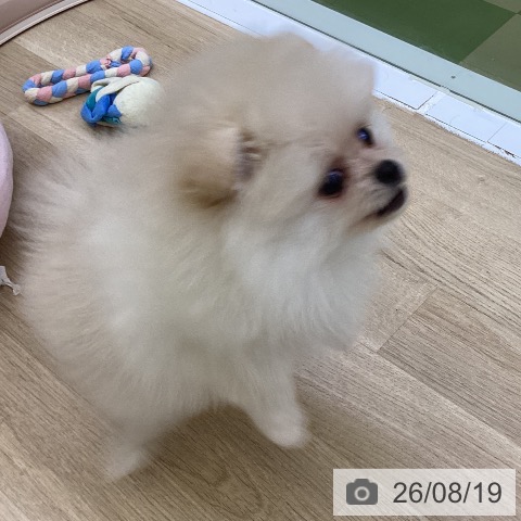 ポメラニアンの写真