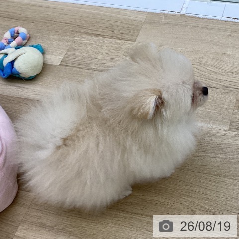 ポメラニアンの写真