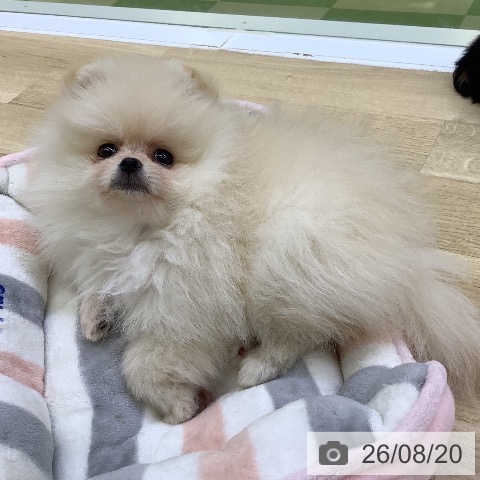 ポメラニアンの写真