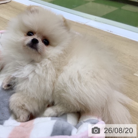 ポメラニアンの写真