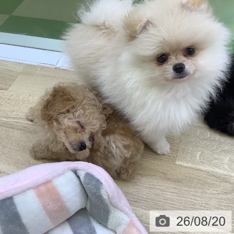 ポメラニアンの写真