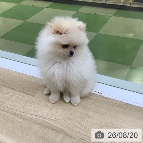 ポメラニアンの写真