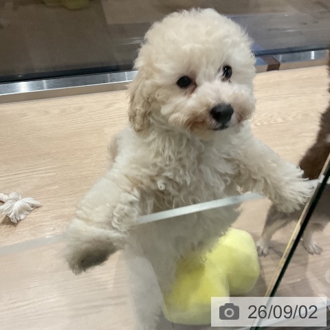 埼玉県のトイプードル(トイ) (ペットプラス 与野店/2026年6月20日生まれ/男の子/クリーム)の子犬の3枚目の画像