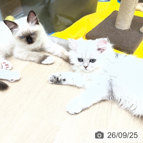 福島県のペルシャ (ペットプラス 福島店/2026年6月14日生まれ/男の子/チンチラシルバー)の子猫の4枚目の画像