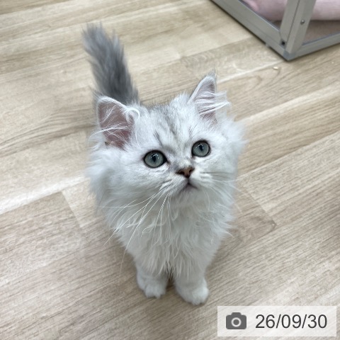 福島県のペルシャ (ペットプラス 福島店/2026年6月14日生まれ/男の子/チンチラシルバー)の子猫の4枚目の画像