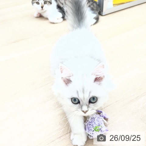 福島県のペルシャ (ペットプラス 福島店/2026年6月14日生まれ/男の子/チンチラシルバー)の子猫の3枚目の画像