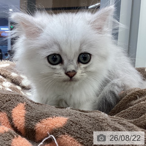 ペルシャの写真