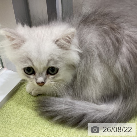 ペルシャの写真